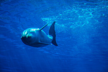 Canvas Print - Wonders of the sea. Fish, mammals, seahorses and manatees. Surprises in the Genoa aquarium