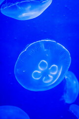 Wall Mural - Jellyfish. Wonders immersed in water. Genova's aquarium