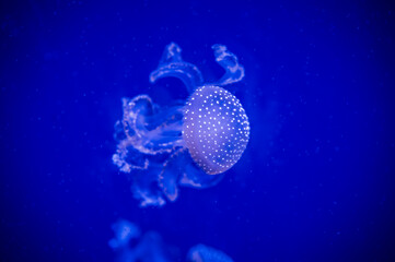 Canvas Print - Jellyfish. Wonders immersed in water. Genova's aquarium