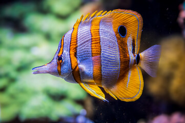 Canvas Print - Tropical fish. Wonders immersed in water. Genova's aquarium