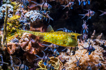 Tropical fish. Wonders immersed in water. Genova's aquarium