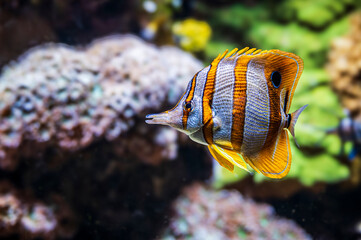 Canvas Print - Tropical fish. Wonders immersed in water. Genova's aquarium