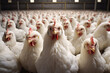 Many white chickens cooped up in stable in intensive animal farming