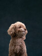 dog portrait with noble gaze, Studio shot with character. An attentive Poodle sits gracefully, looking off into the distance with a noble air against a muted studio backdrop
