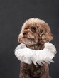 A Poodle in studio attire, Dog with ruffled collar. A curly-coated pet gazes away, sporting an elegant white ruffled collar against a dark backdrop