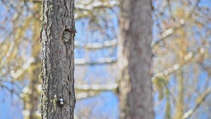 Wall Mural - Looking at camera, the Boreal owl (Aegolius funereus)