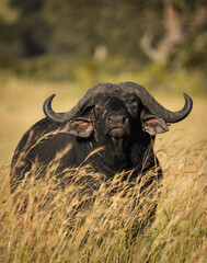 Wall Mural - buffalo