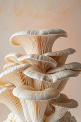 Canvas Print - close up of a beautiful oyster mushroom