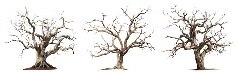 set of majestic leafless trees with gnarled branches and twisted trunks, cut out