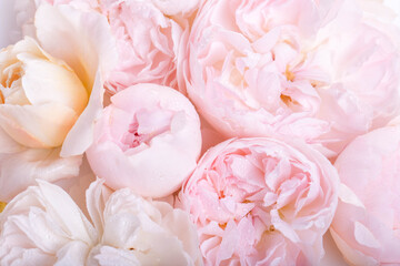 Wall Mural - beautiful aromatic fresh blossoming tender pink roses texture, close up view. romantic background