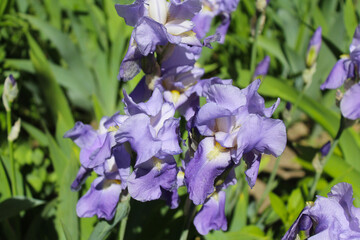 Wall Mural - blue iris flowers in spring