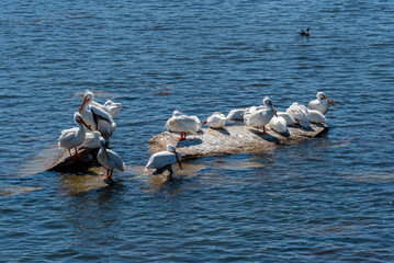 Sticker - American White Pelicans At The Rapids And Dam On Fox River In De Pere, Wisconsin, During Spring Migration