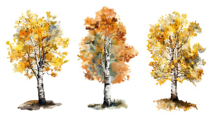 Watercolor trees.Autumn birches 