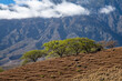 landscape with mountains , haleakala  , Maui , Hawaii , landscape, mountain, nature, sky, mountains, forest, hill, tree, view, valley