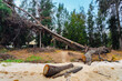 View of broken tree on sea shore. Fallen pine tree. Uprooting of pine stumps on beach near sea. Fallen trees on sand beach after storms and flushing coast. Cutting down trees to improve the landscape.