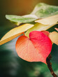Beautiful red heart shaped leaves on green background. Young red Bodhi leaf on natural tree. Red leaves between yellow leaves of ficus religiosa tree. Peepal Leaf from Bodhi tree. Nature background.