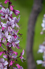 Poster - pink and white flowers dictamnus albus