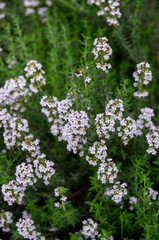 Wall Mural - flowers in a garden