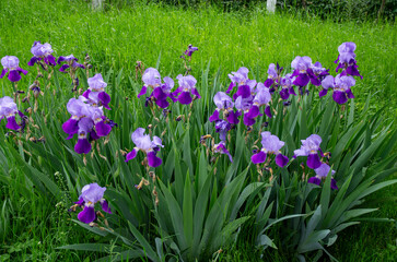 Wall Mural - flowers in the grass