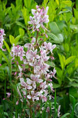 Wall Mural - pink and white flowers dictamnus albus