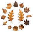 © Rawpixel.com - PNG Real pressed oak leaves plant shape leaf