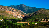 Fototapeta Sawanna - Orchards in the late afternoon in the Langkloof valley near Kysoe.