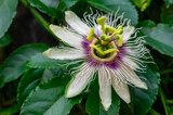 Fototapeta Sawanna - Passion or sweet granadilla flower (Passiflora incarnata) in private garden, Uniondale.