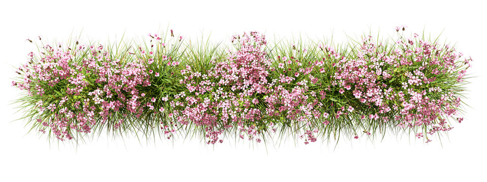 Aerial view flowers blossoms row cutout  on transparent backgrounds 3d rendering png