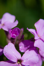 Purple Flowers With Dew Drops