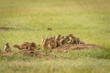 Black Tailed Prairie Dog Family around Den