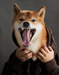 Yawning Shiba Inu in a hoodie, captured mid-yawn. The image showcases a dog in casual attire, expressing a wide yawn with a human touch