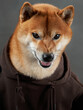 Casual Shiba Inu dog in a hoodie, studio shot. This friendly pet gives a gentle look, comfortably dressed in a brown sweatshirt