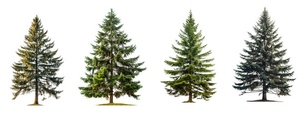 Wall Mural - collection of tall spruce tree s isolated on transparent or white background