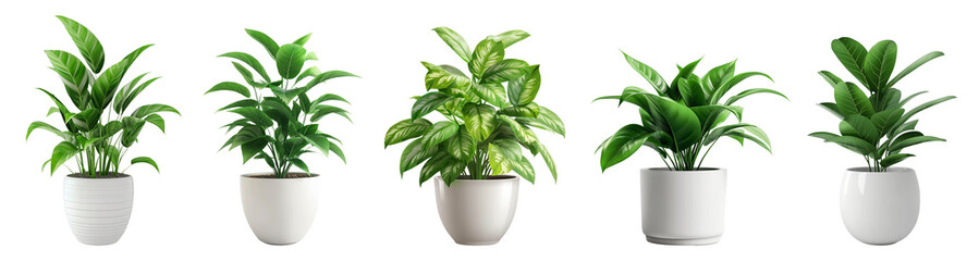 set of potted plants with green leaves in white ceramic pot isolated on transparent or white backgro