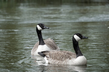 Canvas Print - close up portrait of canada geese in the water