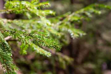 Christmas tree branch against the background of the forest