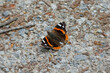 Red admiral butterfly (Vanessa Atalanta) sitting on stone path in Zurich, Switzerland