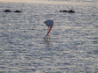 Flamingo in the Ebro River Delta. Flamingos in the Ebro Delta Natural Park, Tarragona. Great Flamingo (Phoenicopterus roseus), Ebro Delta Natural Reserve, Tarragona province, Catalonia, Spain