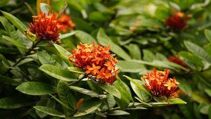 Close-up of Ixora chinensis blooming flower