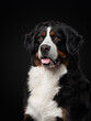 An endearing Bernese Mountain Dog gazes out with warm, soulful eyes, its tricolor coat rich against the dark background.