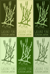 Set of vector drawing GROUND PINE in various colors. Hand drawn illustration. The Latin name is LYCOPODIUM CLAVATUM L