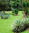 Yucca, green meadow and tropical trees. Botanical Garden.