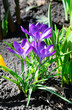 Crocus flower in the spring garden.