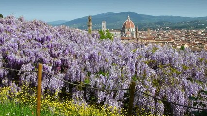 Wall Mural - Beautiful panoramic view of Florence with the Cathedral of Santa Maria del Fiore from a garden near Piazza Michelangelo with blooming purple wisteria and yellow flowers. Florence, Italy.