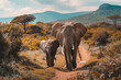 African elephants walking across grassy savannah. Mother and calf elephant in natural habitat with landscape of national park