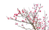 Fototapeta Sawanna - plum blooming flowers isolated on white background