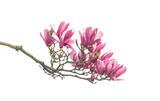 Fototapeta Sawanna - pink magnolia flower spring branch isolated on white background