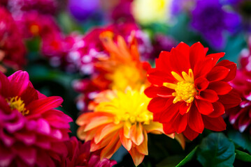 Sticker - Dahlia flower in the garden