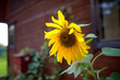 Sunflower growing on the backyard of village house. Beautiful flower in front of old wooden cottage.