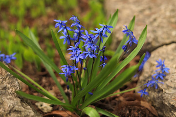 Small blue spring flowers with green leaves